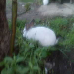 Meet your Posher, Yazyazmin